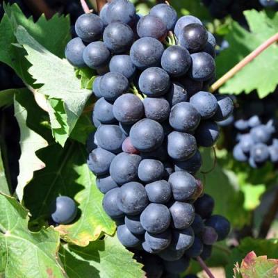 Круглый в Орше