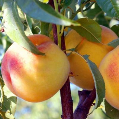 Колонновидные персики в Орше