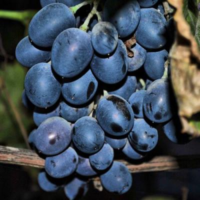 Синий в Орше