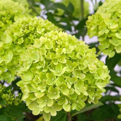 Зеленая в Орше