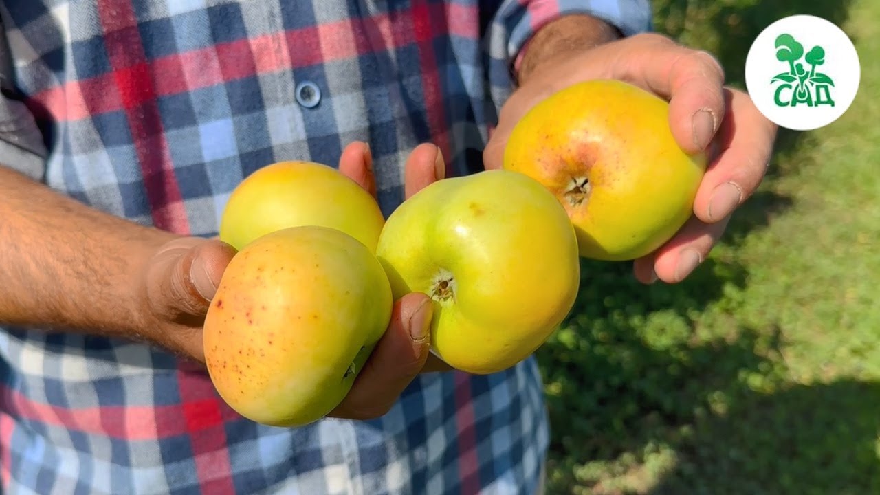 Превью видео