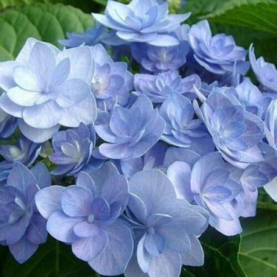 Голубая в Орше