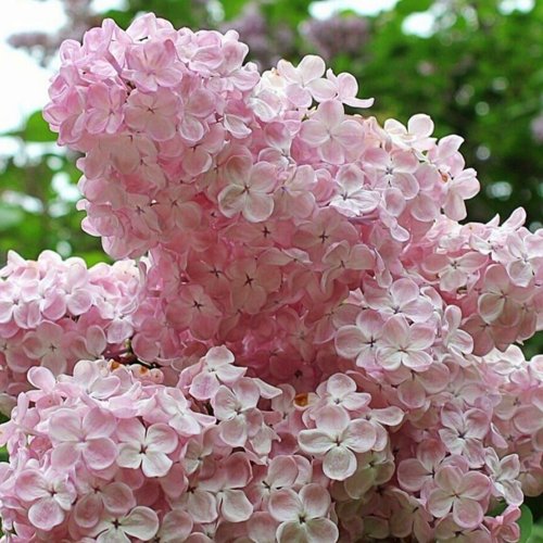 Сирень ВЕЧЕРНИЙ ЗВОН в Орше