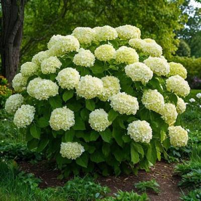 Большие (высокие) в Орше