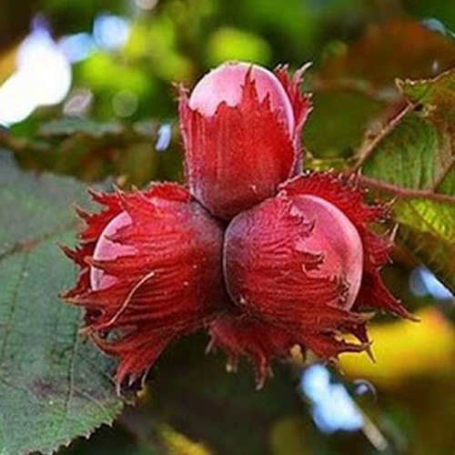 Фундук КРАСНЫЙ ЯНТАРЬ в Орше