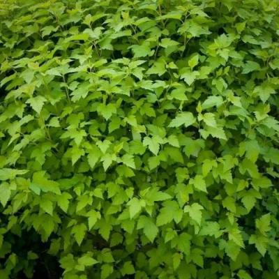 Зеленый в Орше