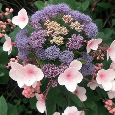 Шершавая в Орше