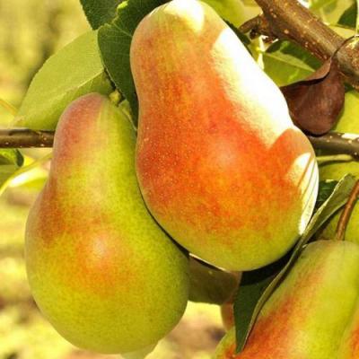 Красавица в Орше