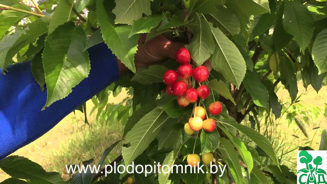 Превью видео