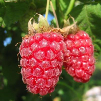 Крупная в Орше