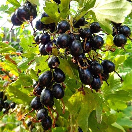 Смородина золотистая ОВАЛЬНАЯ в Орше