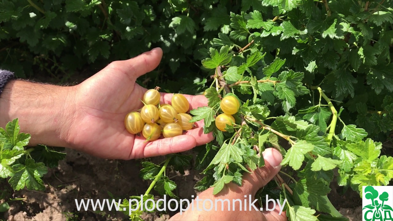 Превью видео