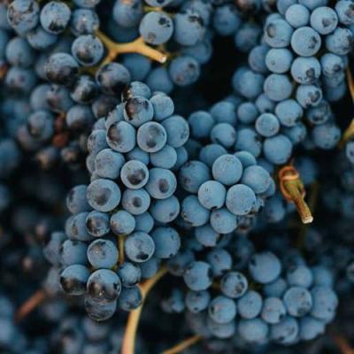 Технический в Орше