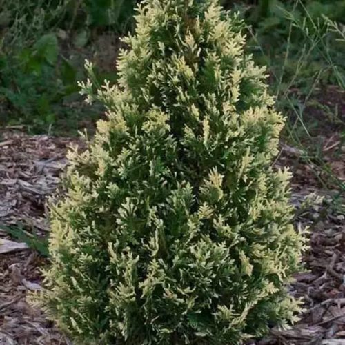 Туя БРАБАНТ ВАРИЕГАТТА западная в Орше