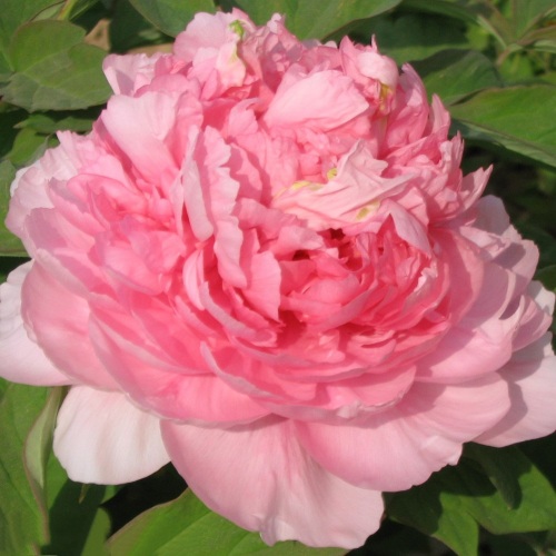 Пион ИМПЕРАТОРСКАЯ НАЛОЖНИЦА древовидный в Орше