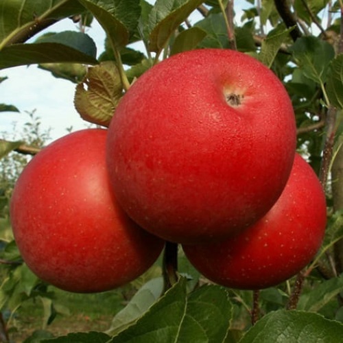Яблоня БОГЕМИЯ в Орше