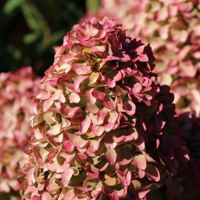 Мэджикал в Орше