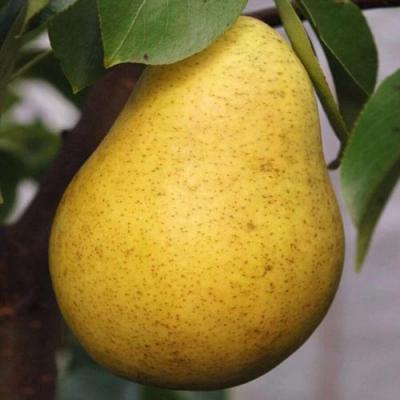 Крупная в Орше