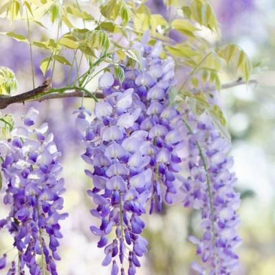 Глициния в Орше