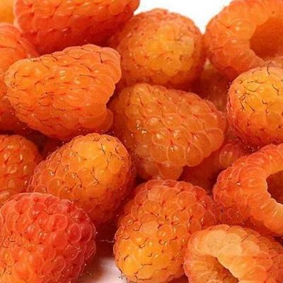 Оранжевая в Орше