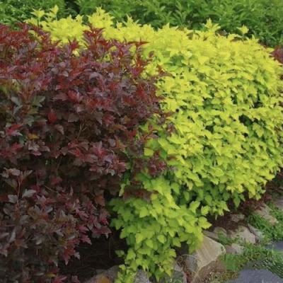 Калинолистный в Орше