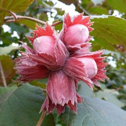 Фундук СКАРЛЕТТ в Орше