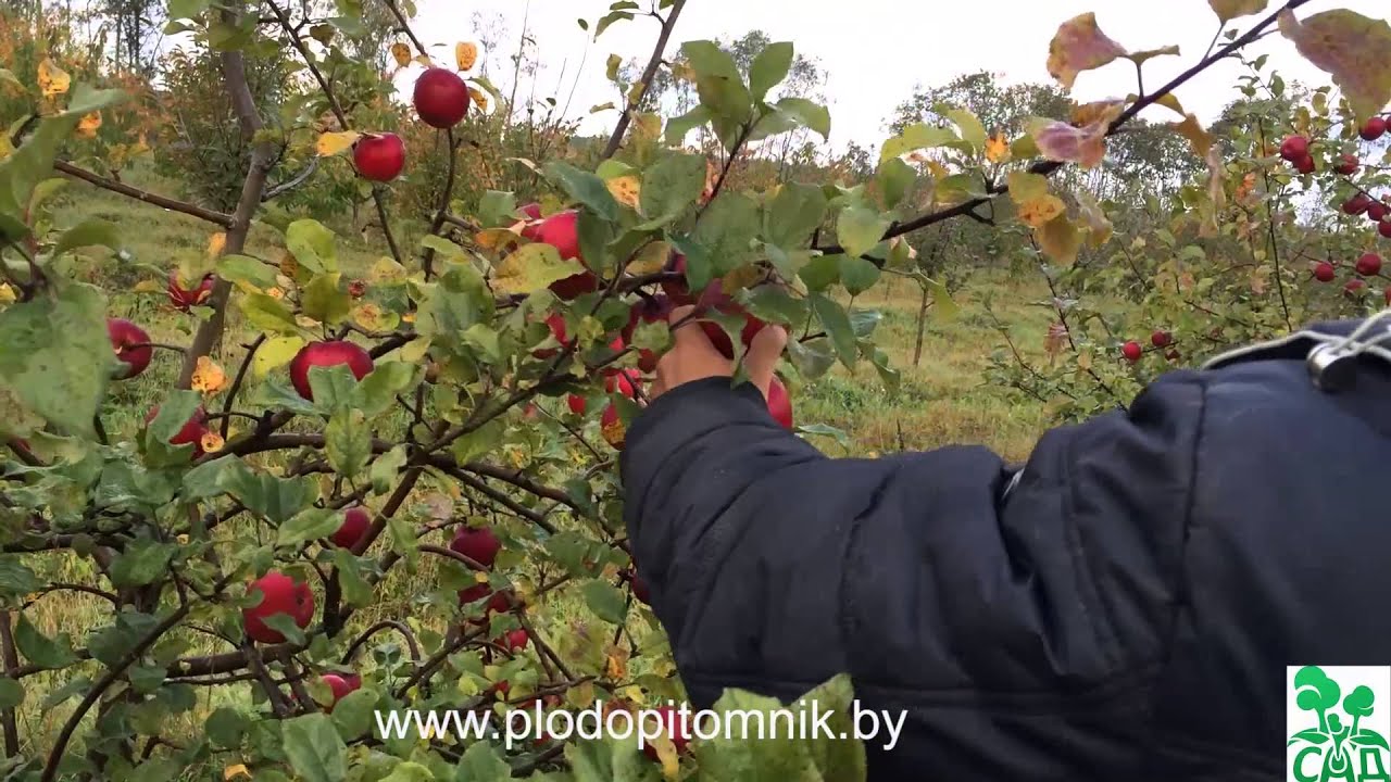 Превью видео