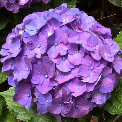 Фиолетовая в Орше