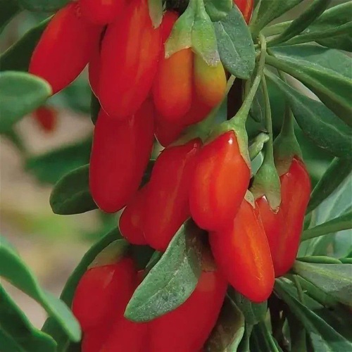 Годжи ВЯЧЕСЛАВ в Орше