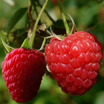 Кустовая в Орше