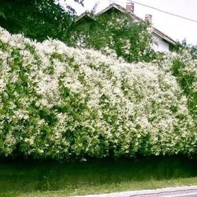 Фаллопия в Орше