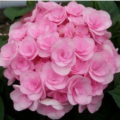 Махровая в Орше