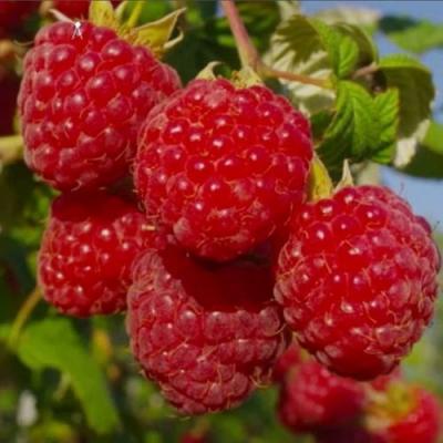 Ранняя в Орше