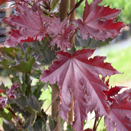 Клен КРИМСОН СЕНТРИ остролистный в Орше