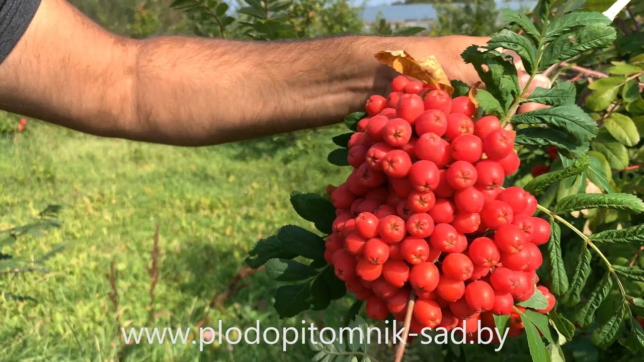 Превью видео