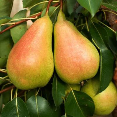 Сладкая в Орше