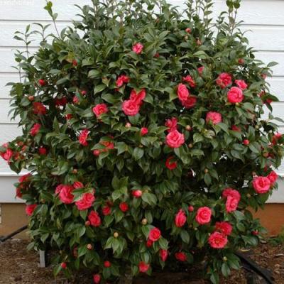 Камелия в Орше