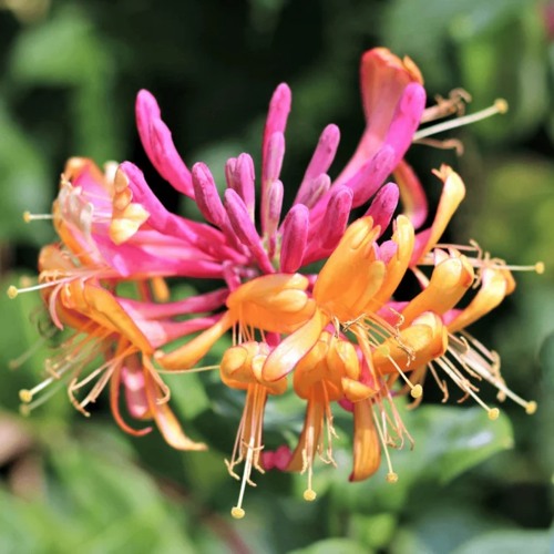 Жимолость ГЕКРОТА в Орше