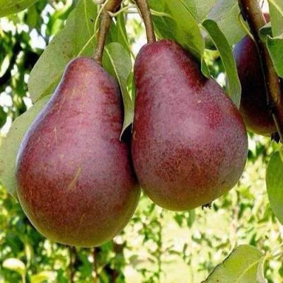 Красная в Орше