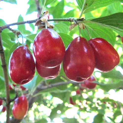 Кизил ЛУКЬЯНОВСКИЙ в Орше