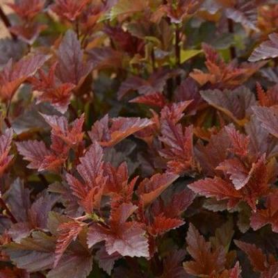 Красный в Орше