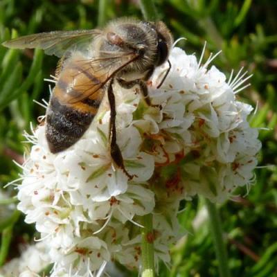 Медоносные в Орше