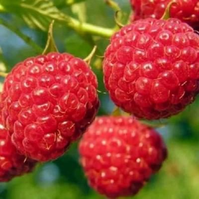 Поздняя в Орше