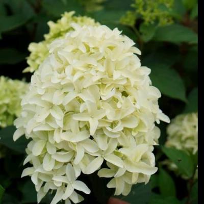 Средние в Орше