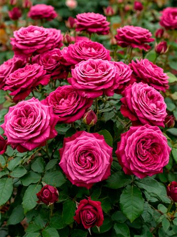 Роза ГРАФИНЯ ДИАНА чайно-гибридная.jpg