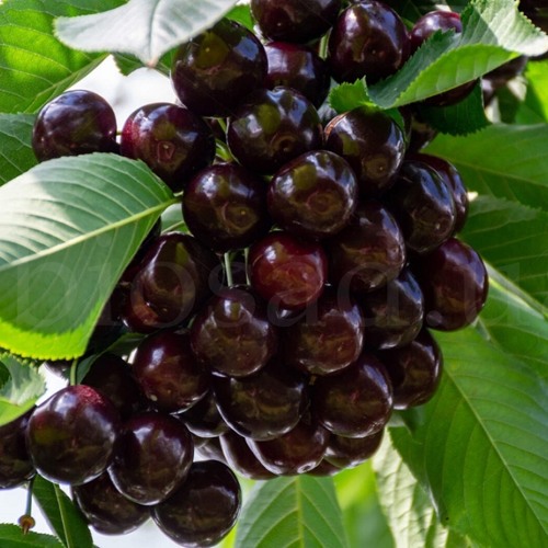 саженцы черной черешни.jpg