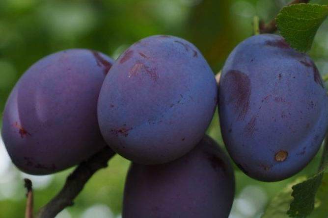 Поздняя слива.jpeg