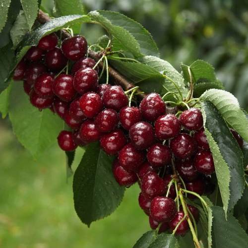 черешня среднего срока созревания.jpg