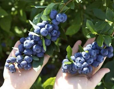 Голубика садовая — источник полезностей.jpg