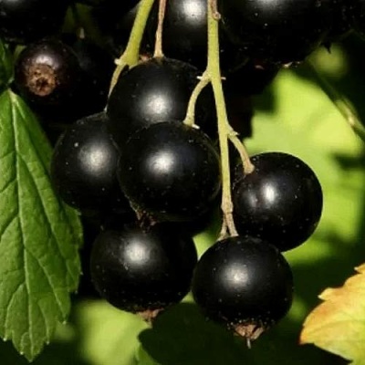 Смородина черная КЛУССОНОВСКАЯ в Орше